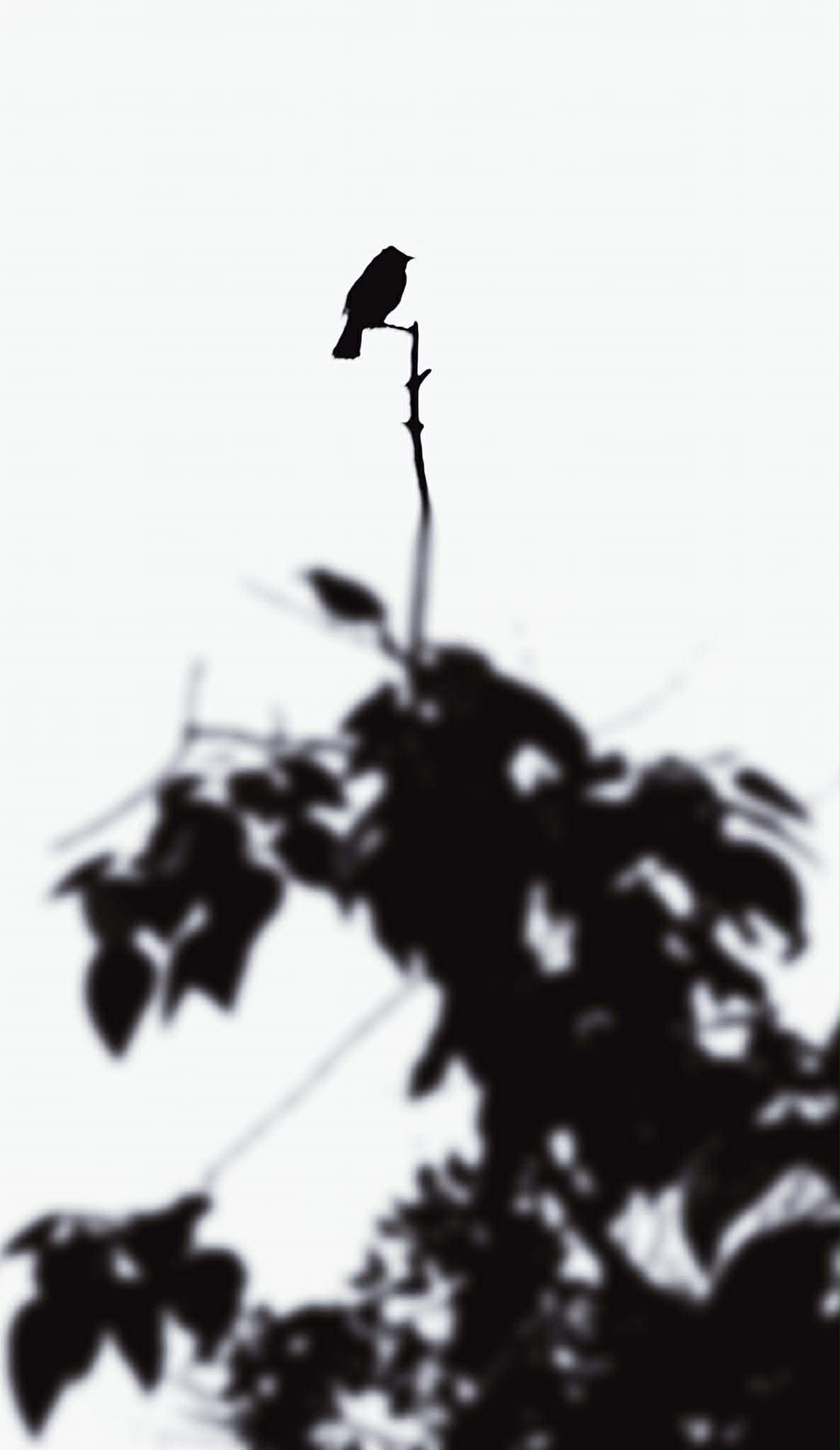 Bird silhouetted on a slender branch